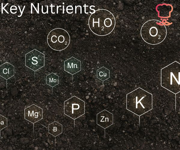 Key Nutrients